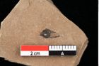 Foto (Detailansicht) von Glyptostrobus europaeus Brongniart (NHMW-GEO-2024-0188-0167)